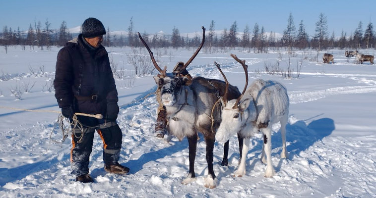 На Чукотке состоится самая протяжённая в России гонка на оленьих упряжках