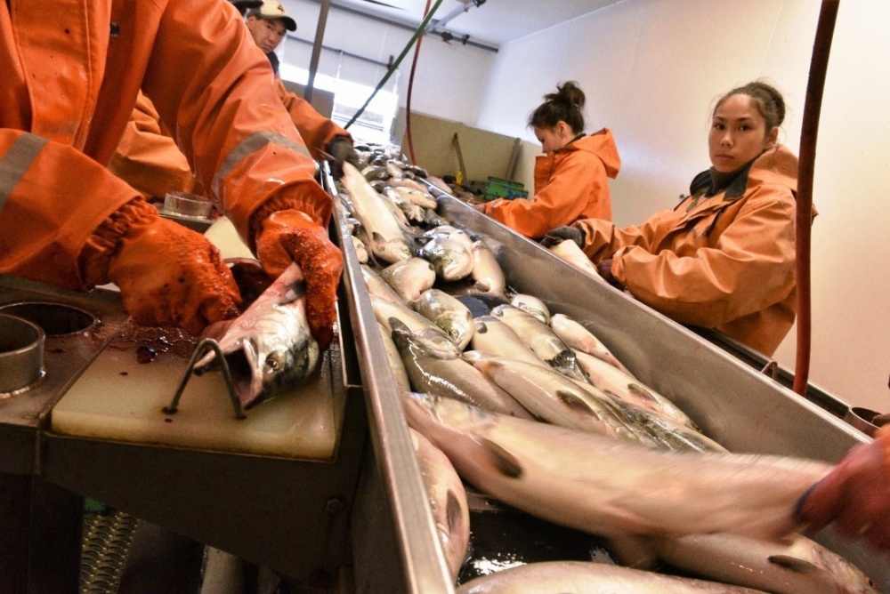 Для Чукотки уточнят объёмы вылова лосося в путину-2021