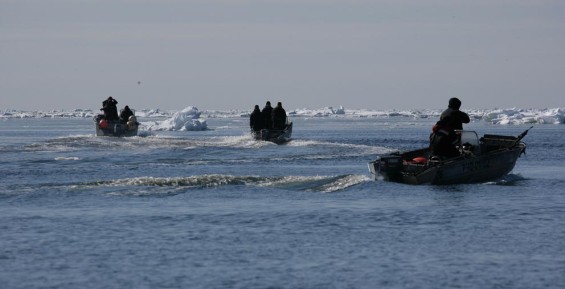 Морзверобои Чукотского района открыли сезон охоты на лодках