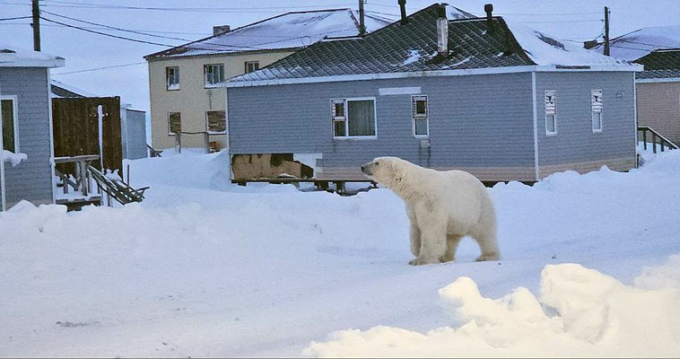Белый медведь повадился воровать мясо у жителей села на Чукотке