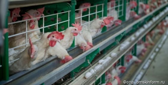Куриное поголовье на птицефабрике «Северная» в Анадыре увеличат