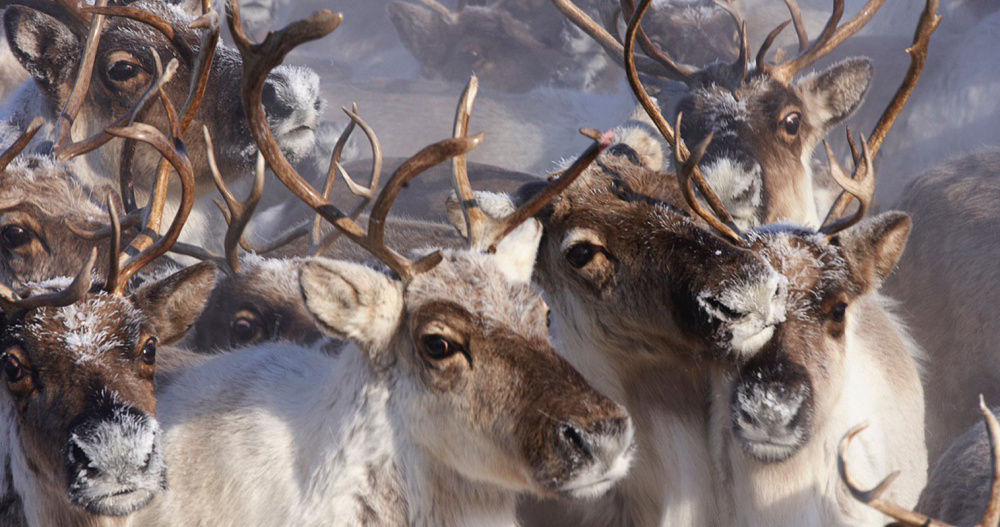 Чукотка получила федеральное финансирование на традиционные отрасли