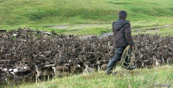 На Чукотке планируется забить более семи тысяч оленей