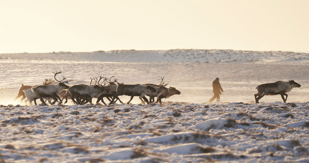 Оленеводы Ямала поделятся опытом с чукотскими коллегами