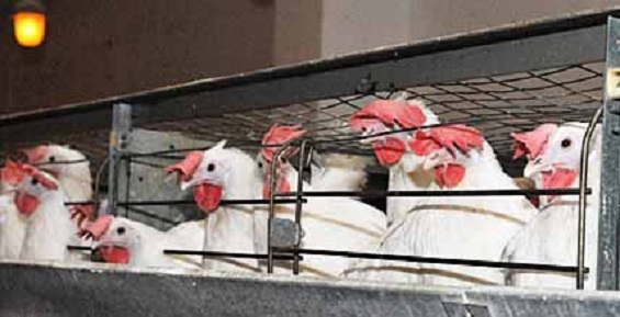 «Северная» досрочно перешагнула миллионную отметку по производству куриного яйца