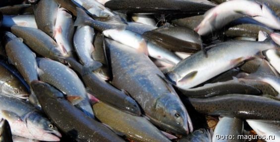 За год Чукотка увеличила экспорт морепродуктов более чем в два раза