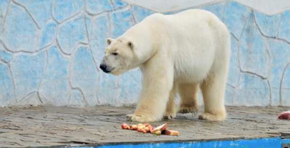 Спасённый на Чукотке белый медведь Айон во второй раз стал отцом