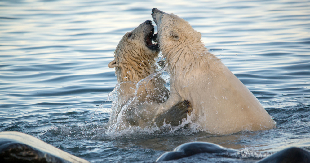 Около десятка белых медведей поселились у чукотского села Рыркайпий