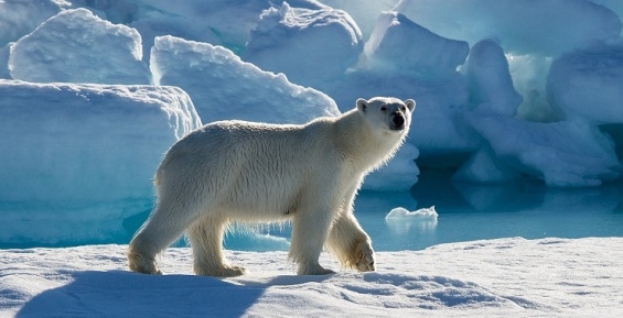 Центр белого медведя планируют создать в Эгвекиноте