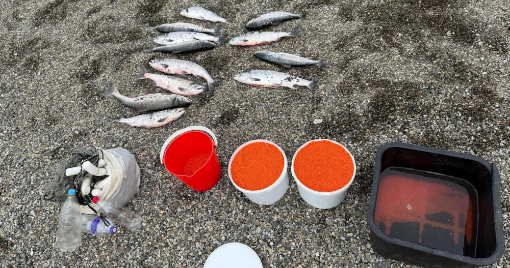 Уголовное дело за незаконную заготовку 25 кг красной икры завели на Чукотке