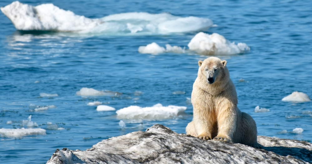 Белый медведь напал на инспектора на острове Врангеля