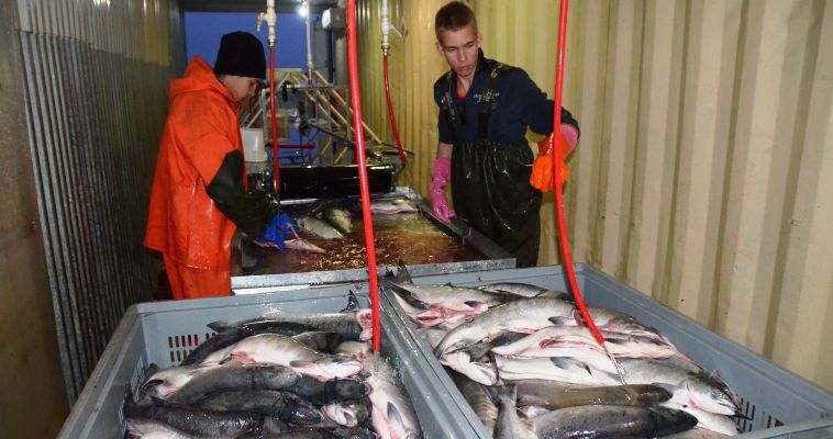 Новый резидент ТОР &quot;Чукотка&quot; будет выпускать 245 тонн рыбной продукции в год