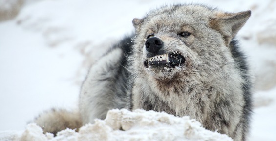 Группа охотников для отслеживания волков создана в посёлке Беринговский