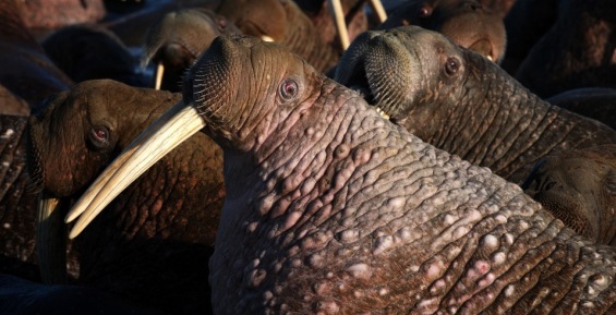 Ученые посчитали моржей, белух и тюленей на Чукотке