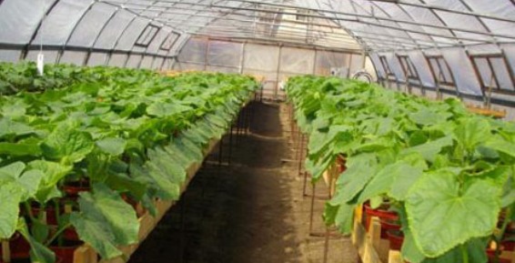 В новой теплице Анадыря поэкспериментируют с помидорами и кабачками