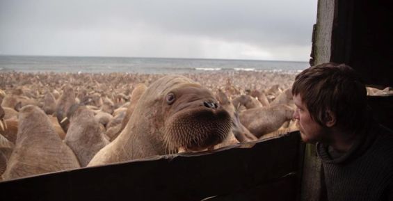 Более тысячи моржей смогут добыть морзверобои Чукотки в этом году 