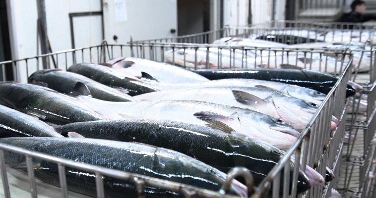 Продукция лососевой путины-2022 появилась в продаже на Чукотке