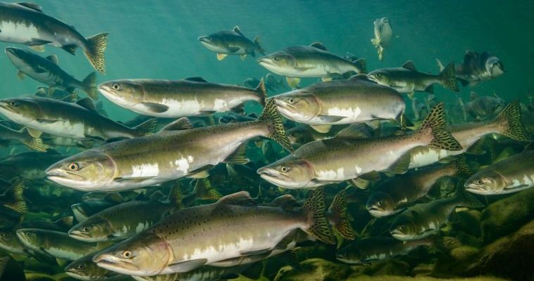 Временный запрет на лов лососей ввели на Чукотке