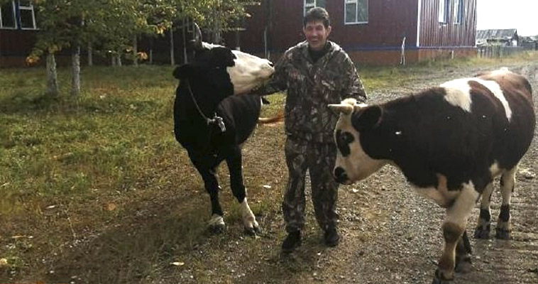Искусственное осеменение коров начали проводить на Чукотке
