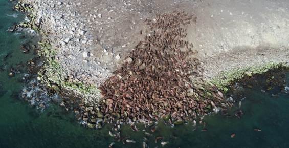 Рекордное количество моржей собралось в этом году на чукотском мысе Ванкарем 