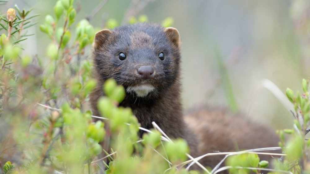 Жители Чукотки могут помочь учёным в исследованиях американской норки