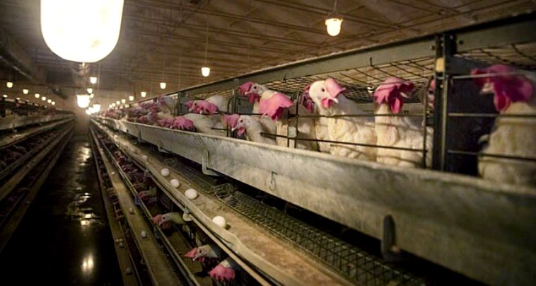 Птицефабрика в селе Лаврентия  обновила поголовье