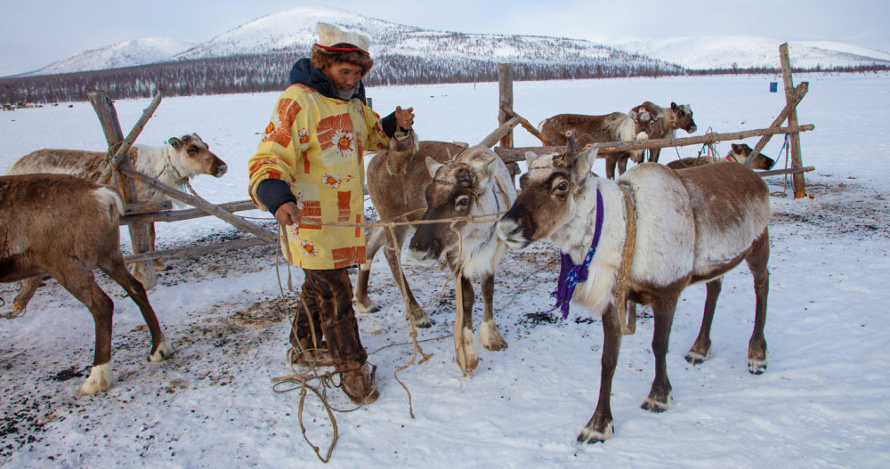 Современные технологии в оленеводстве обсудили участники форума на Чукотке