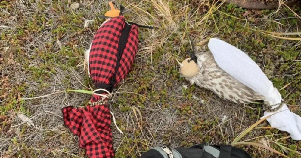 Чукотских браконьеров будут судить за ловлю кречетов на Камчатке