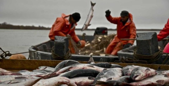 Общинники Анадырского района определят границы своих рыбопромысловых участков