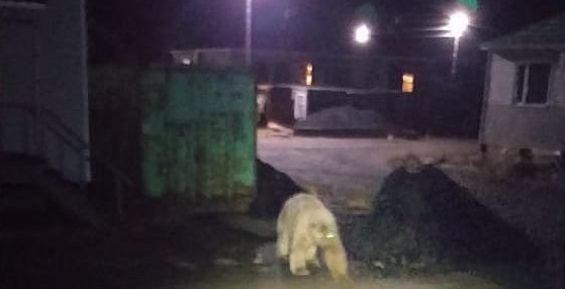 Белый медведь зашёл в чукотское село Ванкарем