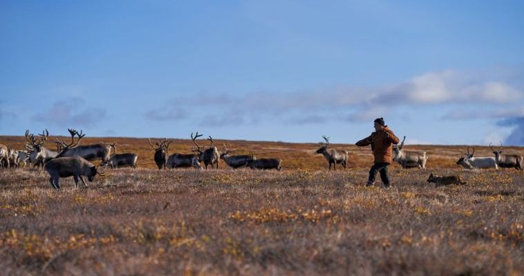 Технику и одежду для оленеводов Эгвекинота закупили золотодобытчики