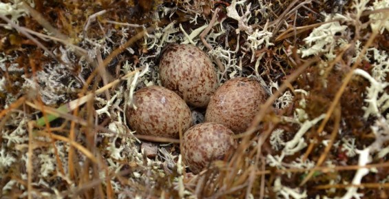 30 яиц редкого кулика-лопатня собрали орнитологи на Чукотке