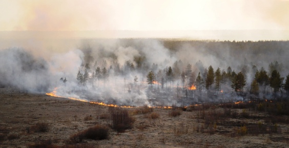 Четыре лесных пожара зарегистрировано на Чукотке