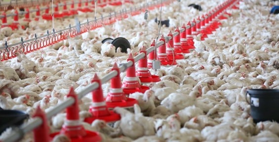 В Певеке завершается строительство птицефабрики на 1,5 тысячи кур