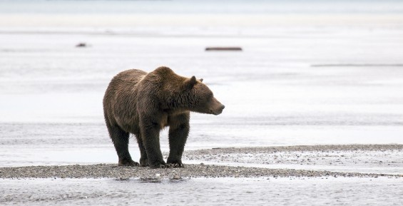 Бурого медведя заметили у посёлка Угольные Копи