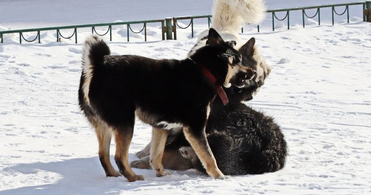 На отлов бродячих собак в Билибино потратят 345 тысяч рублей