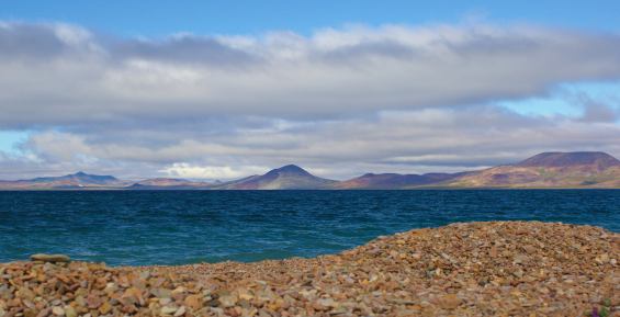 В озере Эльгыгытгын восстановилась популяция реликтовых лососей