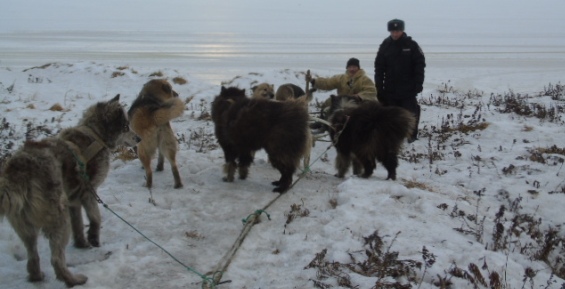 Чукотские полицейские пересядут на собачьи упряжки 