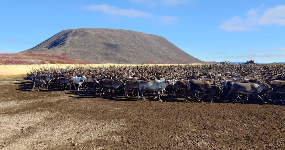 Оленеубойная кампания завершилась в муниципальном округе Певек