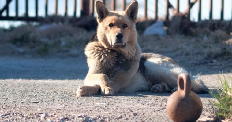 За нарушение правил выгула домашних животных на Чукотке будут штрафовать