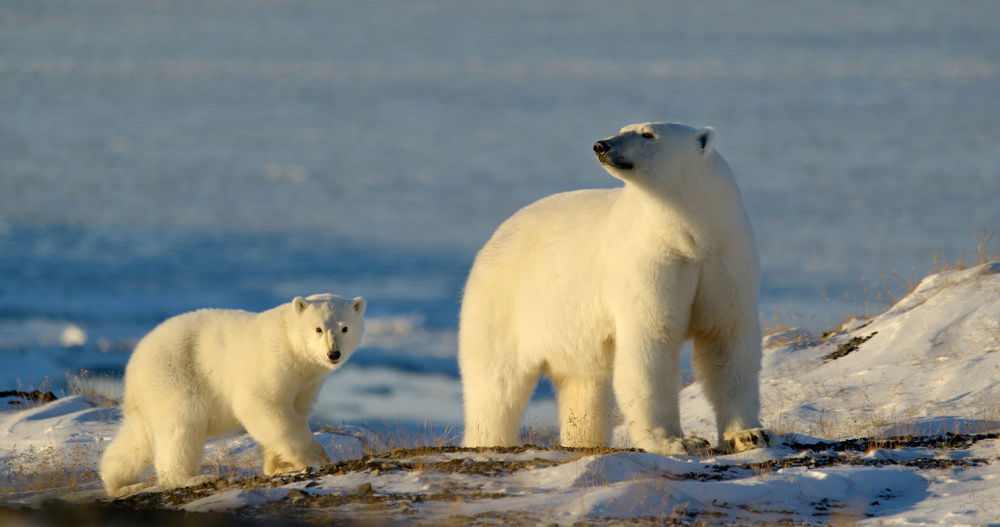"Вселенная белого медведя" охватит около двухсот участников
