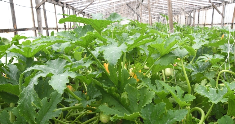 Производство тепличных овощей увеличилось на Чукотке