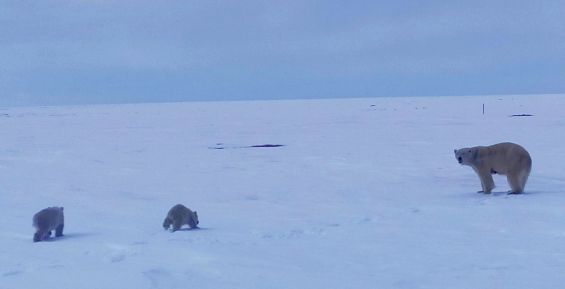 Белых медведей отогнали от посёлка золотодобытчиков на Чукотке