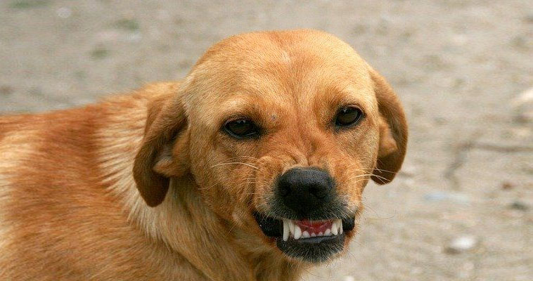 Двум анадырским подросткам выплатят компенсацию за укусы бездомной собаки