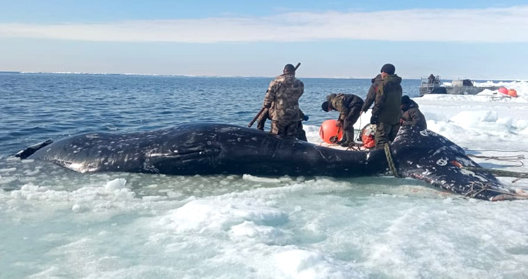 Первого серого кита в этом году добыли морзверобои Чукотки