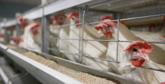 С начала года чукотские куры снесли более 4 млн яиц