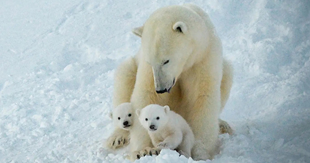 Более двадцати берлог обнаружили в этом сезоне на острове Врангеля