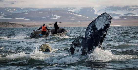 Квоты на добычу китов распределили на Чукотке 
