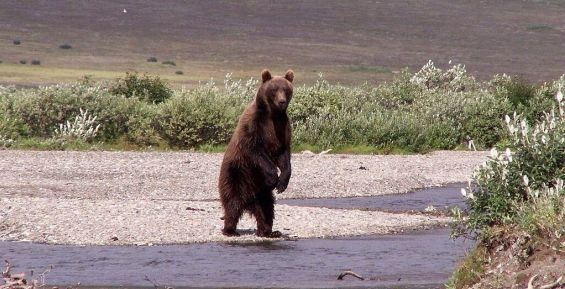 Бурый медведь напал на морского охотника в Чукотском районе
