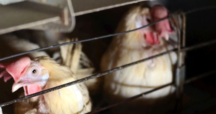 Птицефабрика Лаврентия начала поставку яиц в отдаленные села восточной Чукотки